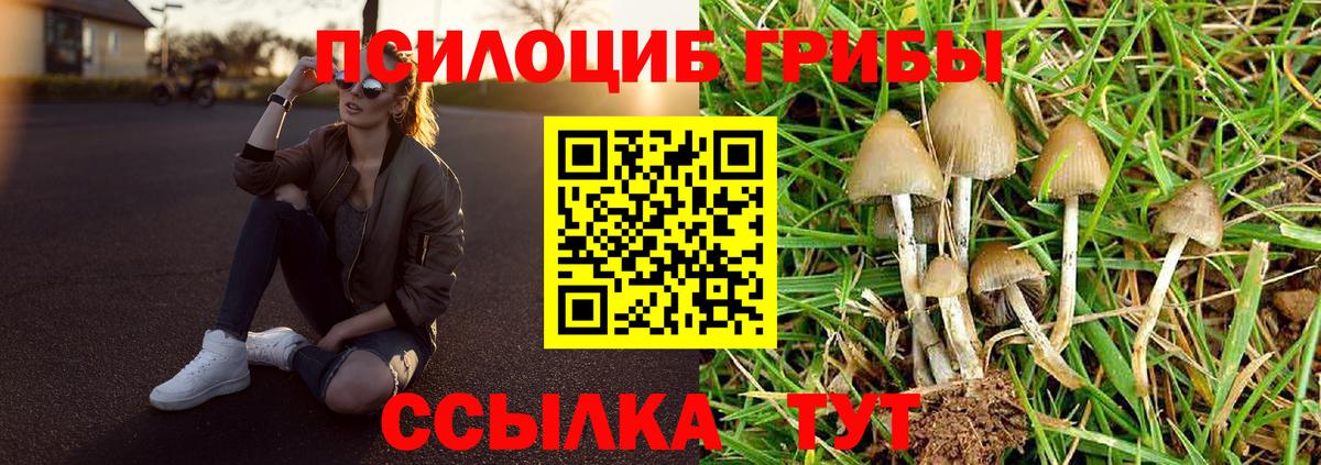 Чайковский  Галлюциногенные грибы Psilocybine cubensis  Вход с VPN 